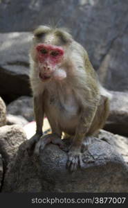 Portrait of a young Macaque closely tracking the order what is happening around. India Goa.. Portrait of a young Macaque closely tracking the order what is happening around. India Goa