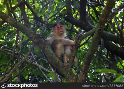 Portrait of a young Macaque closely tracking the order what is happening around. India Goa.. Portrait of a young Macaque closely tracking the order what is happening around. India Goa