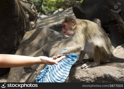 Portrait of a young Macaque taking on food with his hands. India Goa.. Portrait of a young Macaque taking on food with his hands. India Goa