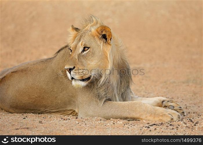 Portrait of a young male African lion (Panthera leo), Kalahari desert, South Africa
