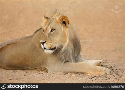 Portrait of a young male African lion (Panthera leo), Kalahari desert, South Africa