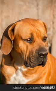 Portrait of a young male Boerboel dog looking towards his left.
