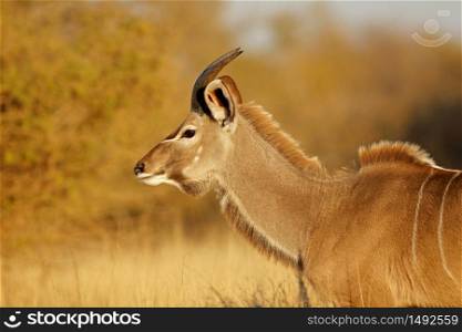 Portrait of a young male kudu antelope (Tragelaphus strepsiceros), Kruger National Park, South Africa