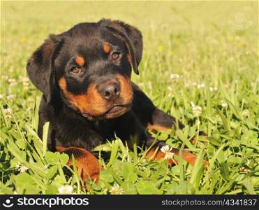 portrait of a young puppy purebred rottweiler in a garden