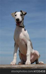 portrait of a young purebred whippet sitting on a table