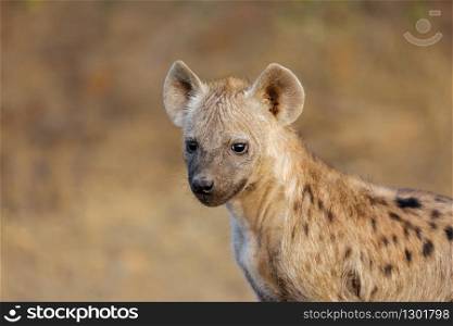 Portrait of a young spotted hyena (Crocuta crocuta), Kruger National Park, South Africa