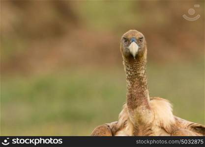 Portrait of a young vulture in the nature
