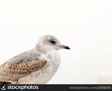 Portrait of a young white and grey spotted herring seagull