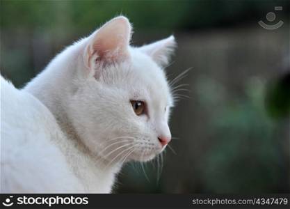 portrait of a young white cat with brown eyes