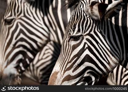 portrait of a zebra, another one out of focus in the background