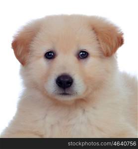 Portrait of adorable puppy dog ??with smooth hair isolated on white background