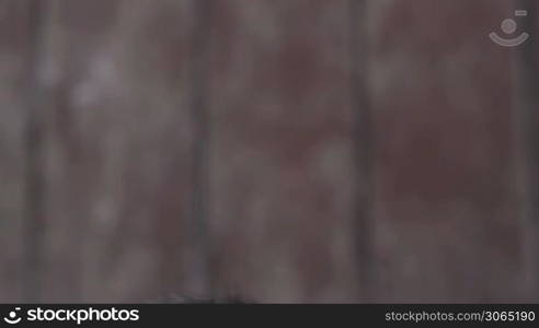 Portrait of adult asian man with dental problems smiling at camera against brown wall. Close up, tilt shot