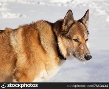 Portrait of adult dog on white snow. Hunting.
