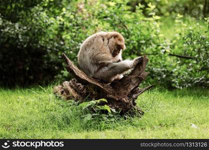 portrait of adult macaque in tropical nature park. Macaca mulatta copyspace. Selective focus. portrait of adult macaque in tropical nature park. Cheeky monkey in the natural forest area. Macaca mulatta copyspace.