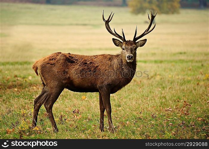 Portrait of adult red deer stagi n Autumn Fall forest