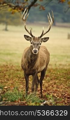 Portrait of adult red deer stagi n Autumn Fall forest