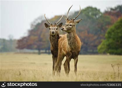 Portrait of adult red deer stags in Autumn Fall forest