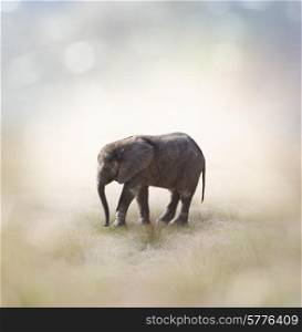 Portrait Of African Baby Elephant