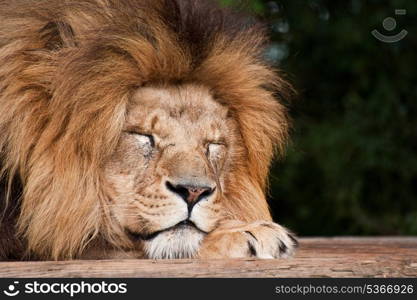 Portrait of African Lion Panthera Leo big cat in captivity