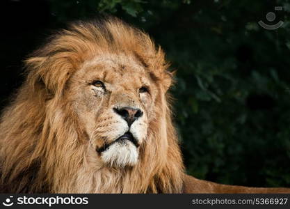 Portrait of African Lion Panthera Leo big cat in captivity