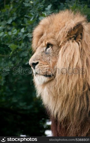 Portrait of African Lion Panthera Leo big cat in captivity