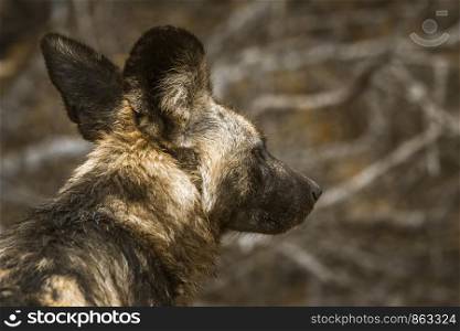 Portrait of African wild dog in Kruger National park, South Africa ; Specie Lycaon pictus family of Canidae. African wild dog in Kruger National park, South Africa