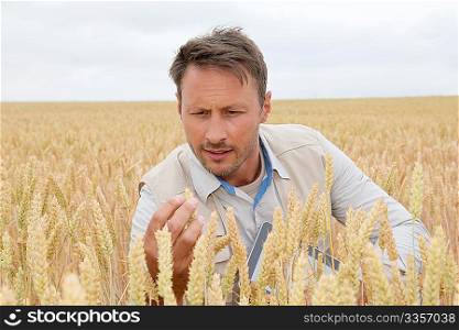 Portrait of agronomist analysing wheat ears