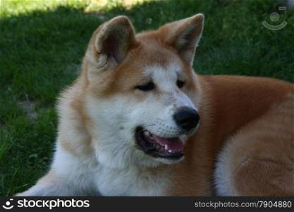 Portrait of Akita Inu puppy resting in the yard