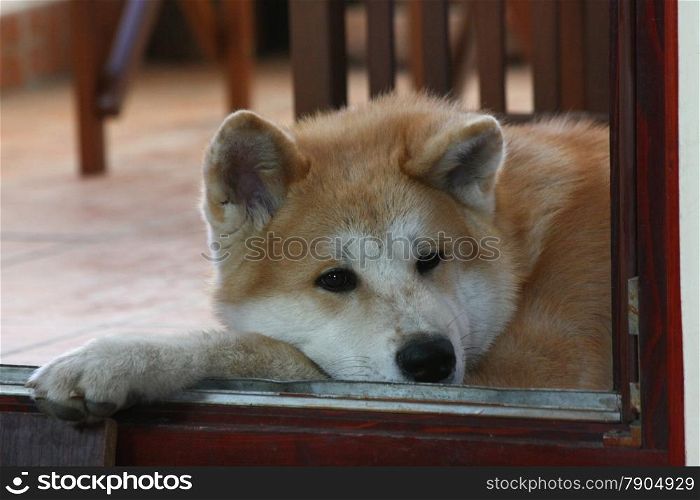 Portrait of Akita Inu puppy resting on terrace