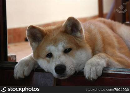 Portrait of Akita Inu puppy resting on terrace