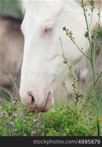 portrait of albino half-wild horse. Israel