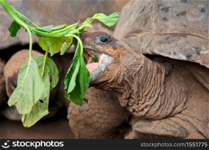 Portrait of Aldabra giant tortoise (Aldabrachelys gigantea) eating, Zanzibar