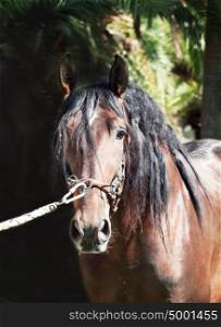 portrait of amazing Andalusian bay stallion
