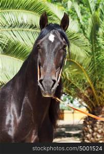 portrait of amazing purebred Andalusian bay stallion, sunny day. Spain