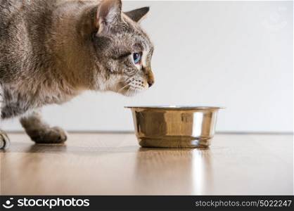 Portrait of an active serious striped cat pet and cat food