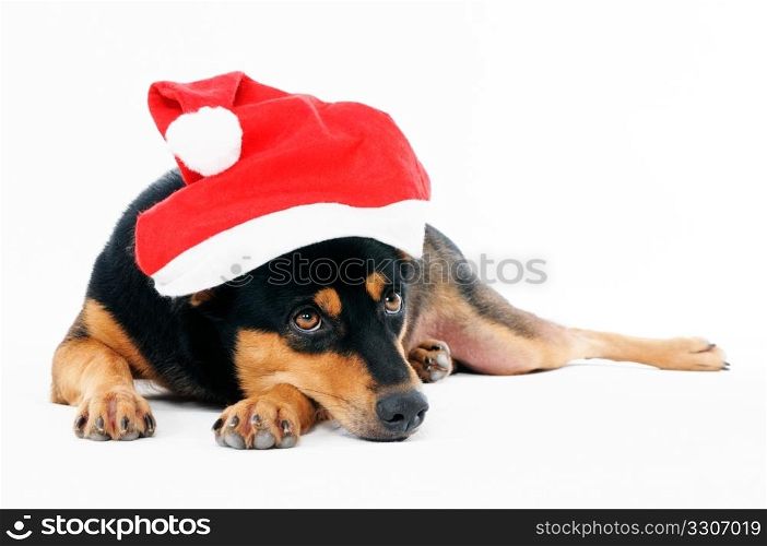 Portrait of an adorable dog wearing Santa hat over white background