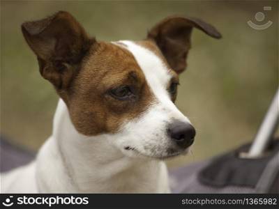 Portrait of an Adorable Jack Russell Terrier. Portrait of an Adorable Jack Russell Terrier.