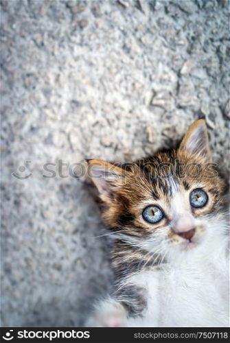 Portrait of an adorable little cat lying down on an asphalt background, with pleasure spending time outdoors, sweet pet playing