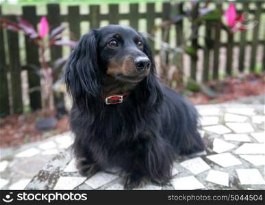 Portrait of an adorable long-haired dachshund outside.