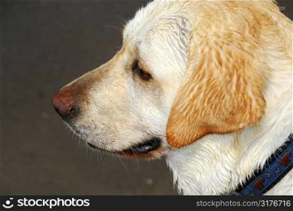 Portrait of an adorable yellow lab, profile