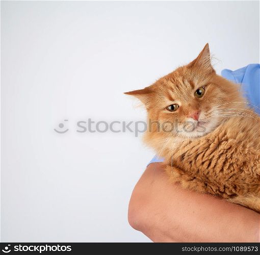 portrait of an adult cat, animal hold by hand on a white background