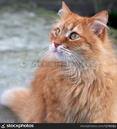 portrait of an adult ginger cat, close up