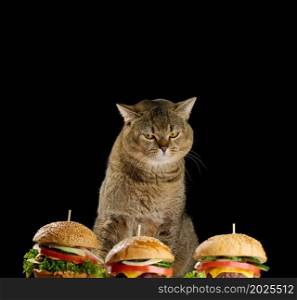 portrait of an adult gray cat Scottish straight looking sadly at cheeseburgers with a sesame bun
