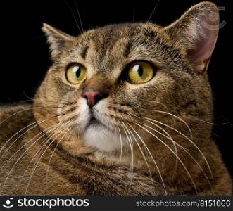 Portrait of an adult gray cat with yellow eyes on a black background, angry muzzle