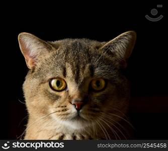 portrait of an adult gray Scottish straight cat on a black background