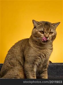 portrait of an adult gray Scottish straight cat on a yellow background, animal licks its tongue