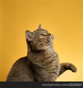 portrait of an adult gray Scottish straight cat on a yellow background, front paw raised up