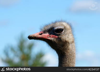 Portrait of an adult ostrich close up