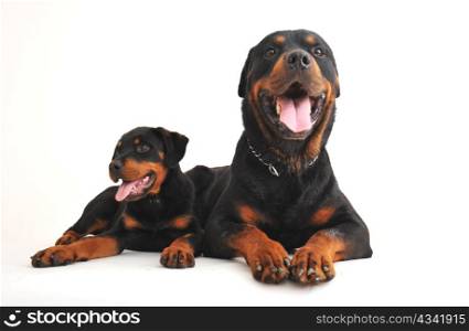 portrait of an adult rottweiler and his puppy
