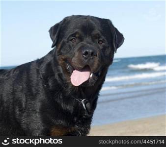 portrait of an adult rottweiler on the beach